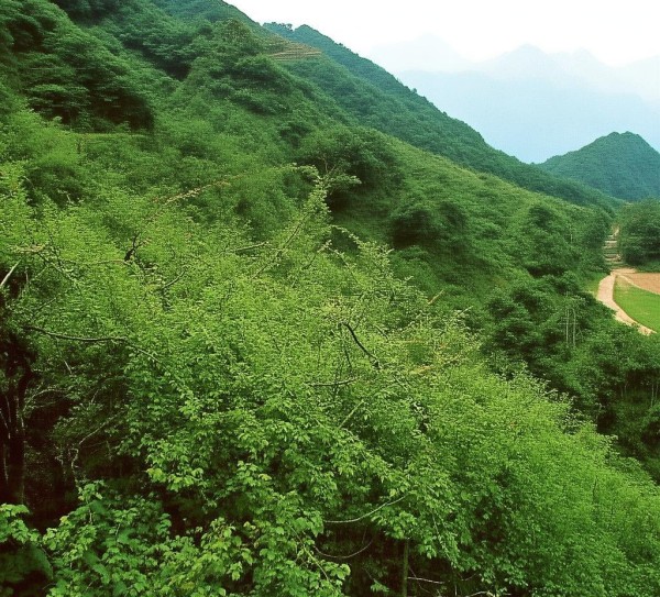 宜昌沙湖口，湖北生态明珠之旅,宜昌沙湖口，湖北生态明珠之旅,历史,景点,风情,第1张